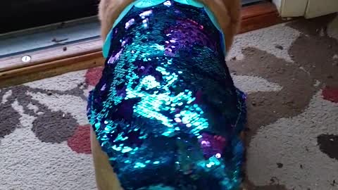 Corgi in a Mermaid Costume