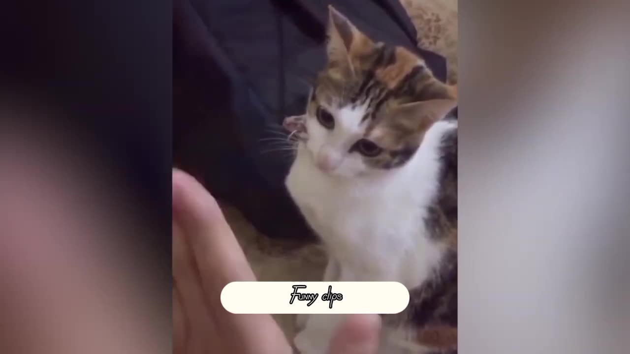 Funny cat cute attacks😂