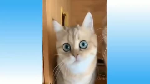 Cat 🐱🐱 very funny videos