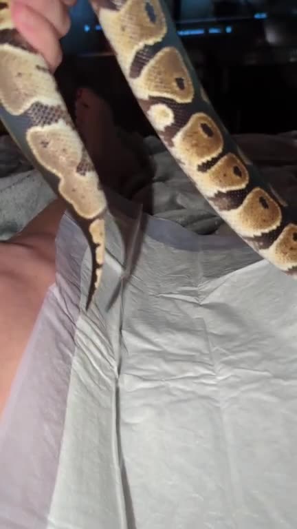 Royal Ball Python Releases Scat and Urates (GROSS!)