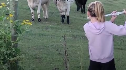 A group of cattle turned into audience members for an 11-year-old girl playing