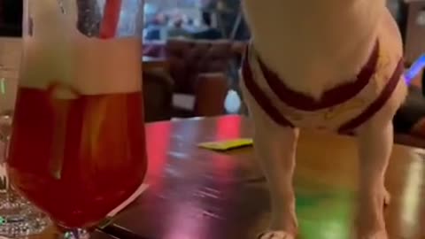 animal,cute dog,funny animals,funny animal videos,cute dogs,