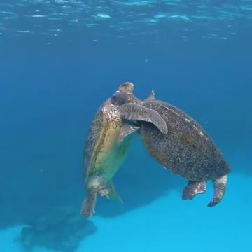 Turtles swimming