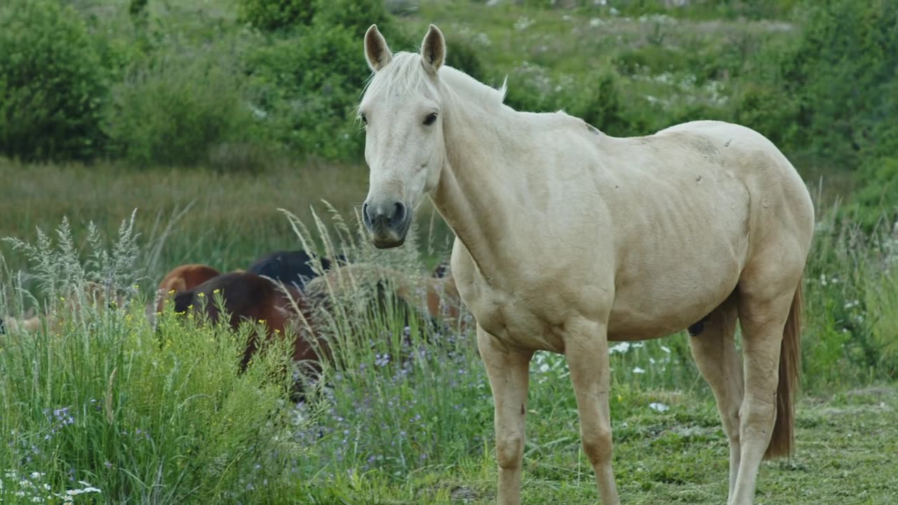 Animals Of The World 4K: Horse 4K VIDEO - Scenic Wildlife Film With Calming Music