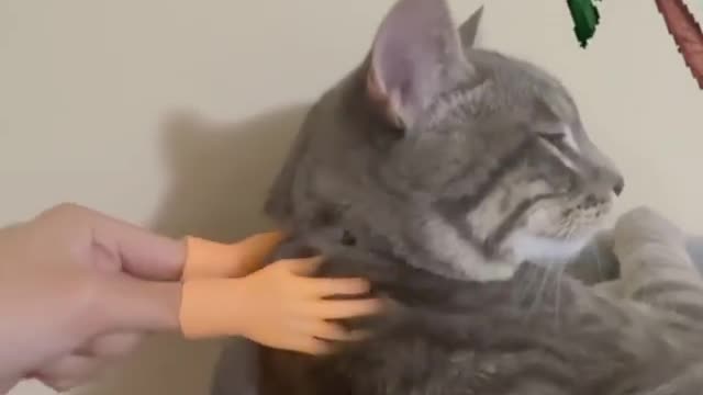 funny cats, funny cats and dogs, funny cats videos, funny cats compilation, funny cats shorts
