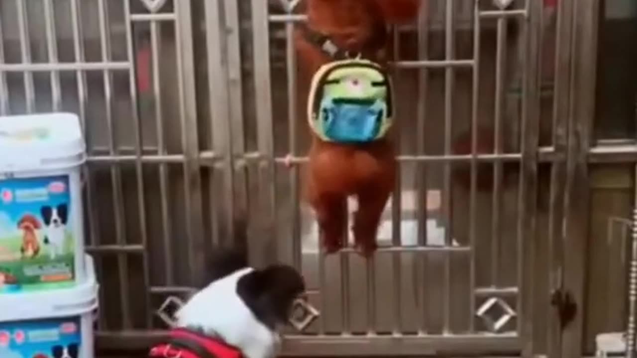 Dog and chicken funny moment