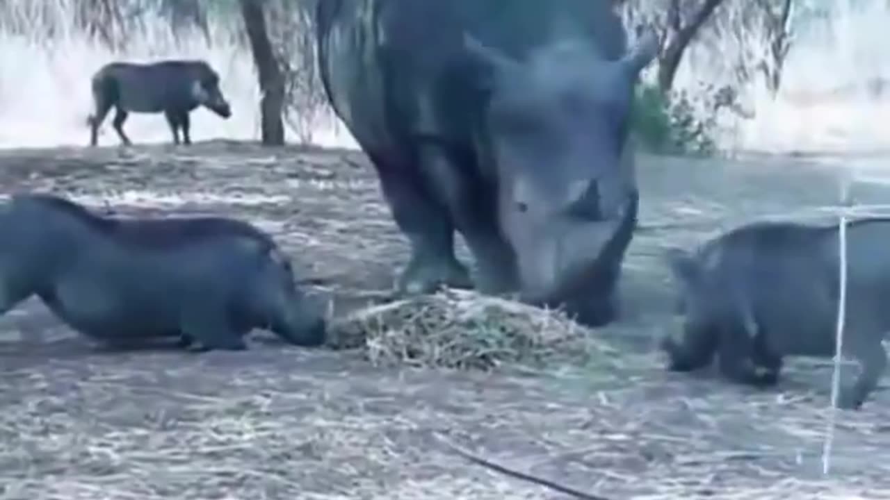 Boar Sneaks Up On Rhino's Food