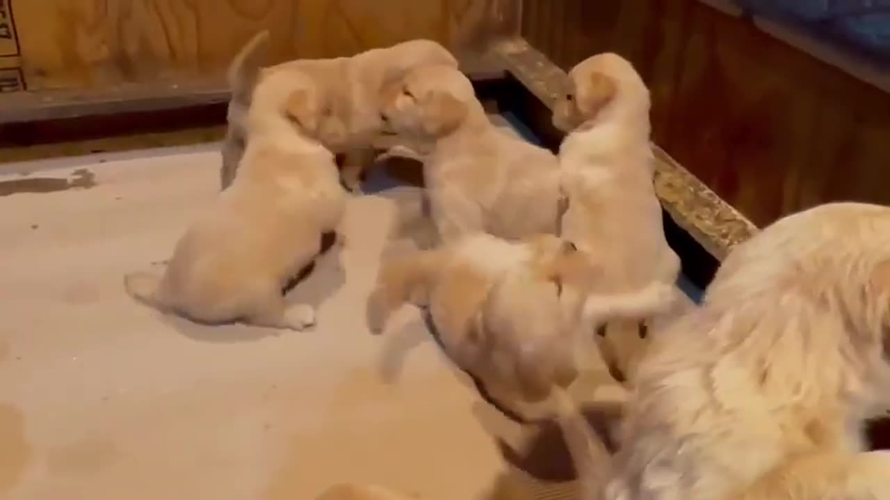 Golden retriever pupps