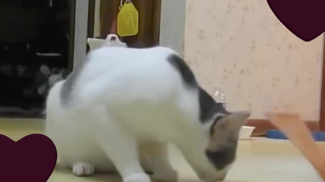 Funny cute cat video.