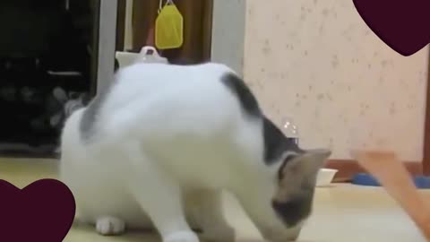 Funny cute cat video.