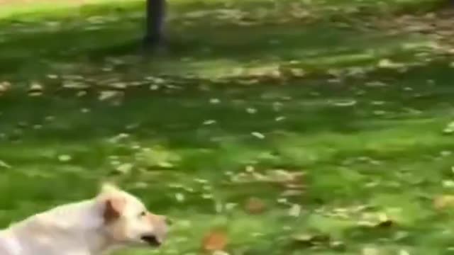 Funny animals fails