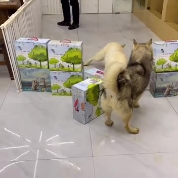 POOR PUPPY RUN FOR FOOD GOES WRONG.mp4