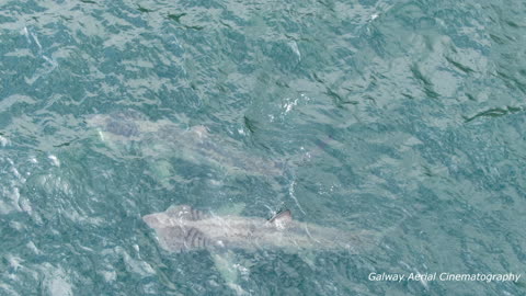 "Meet the family" basking shark style.