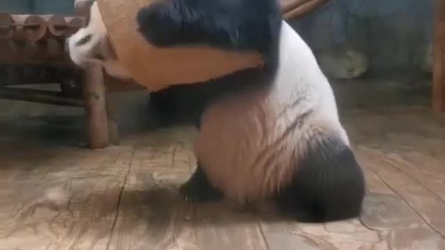 Panda Daily routine