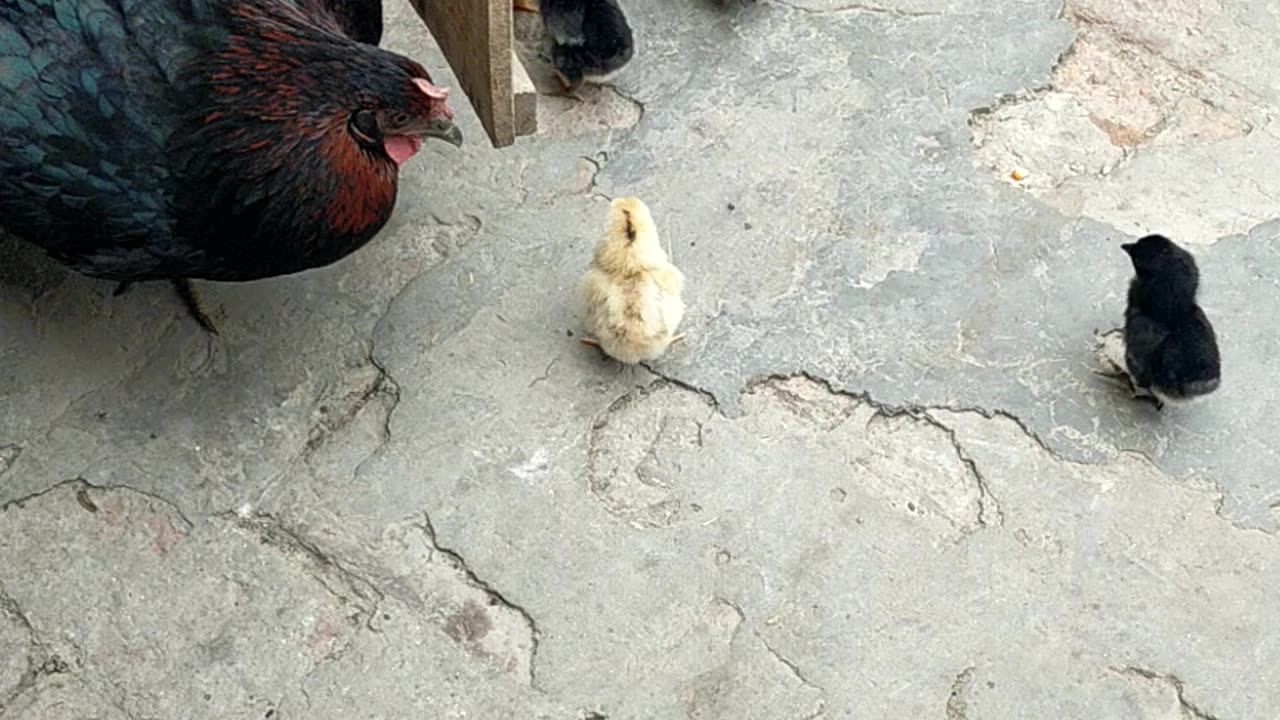 Hens with children