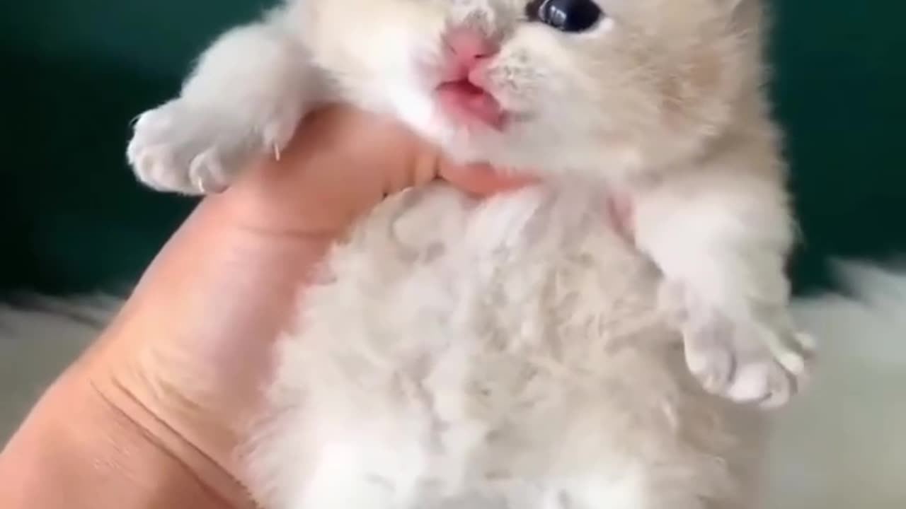 Cat 😺
