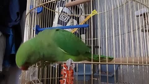 The parrot comes out of the cage