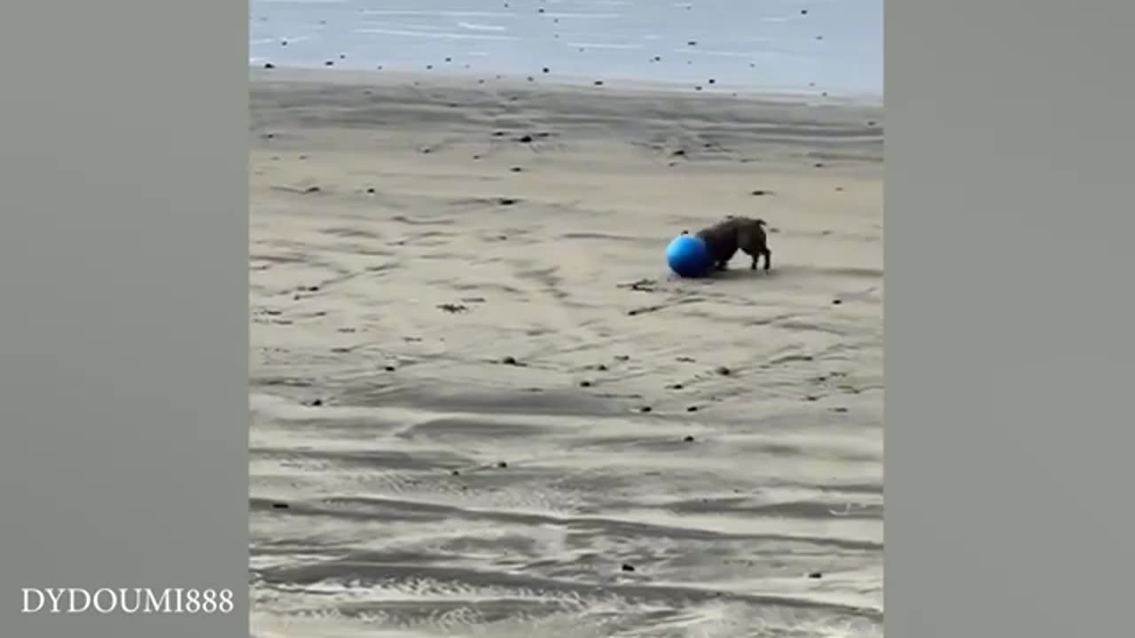 Funny animal videos