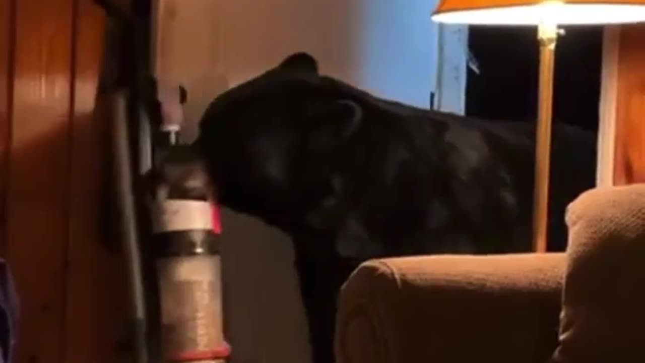 Black Bear Steals Woman's Vacuum Cleaner