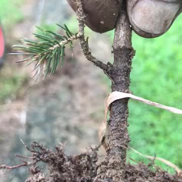 This evergreen was planted to deep