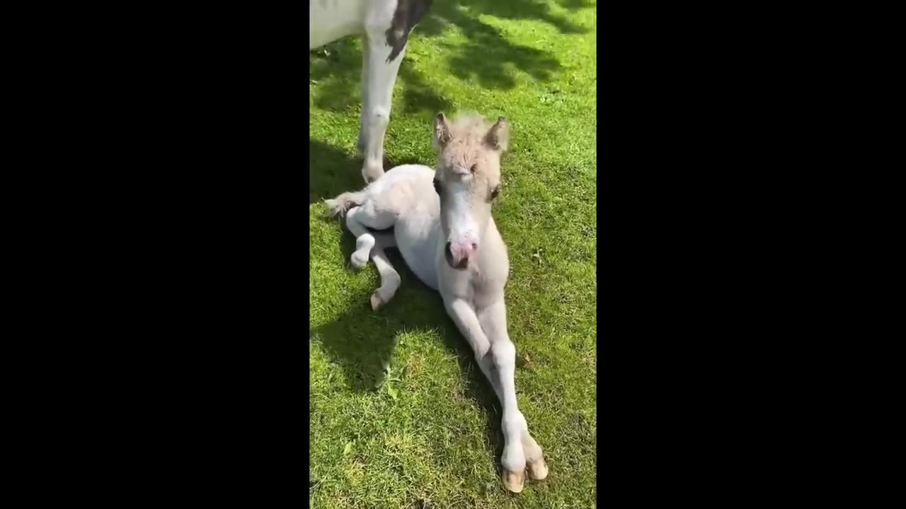 You Would Want a Horse after Finishing this Video - Funny and Cute Horse Videos