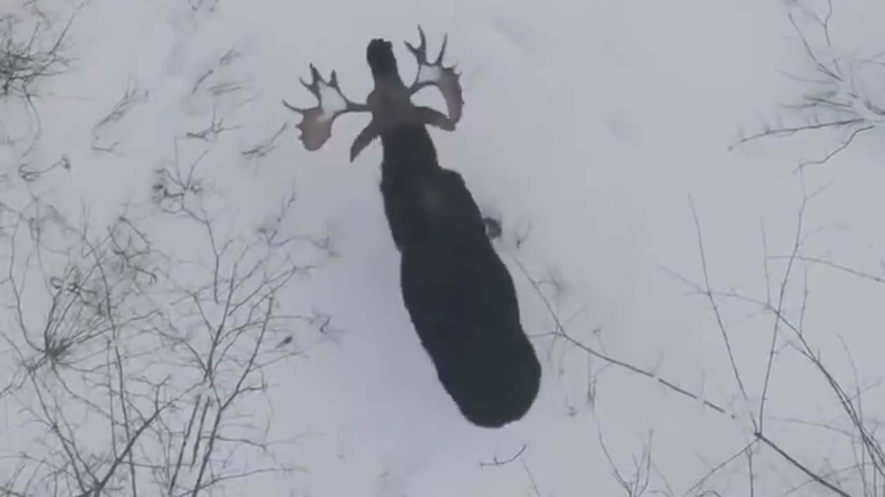 Rare footage of a moose shedding both its ANTLERS!