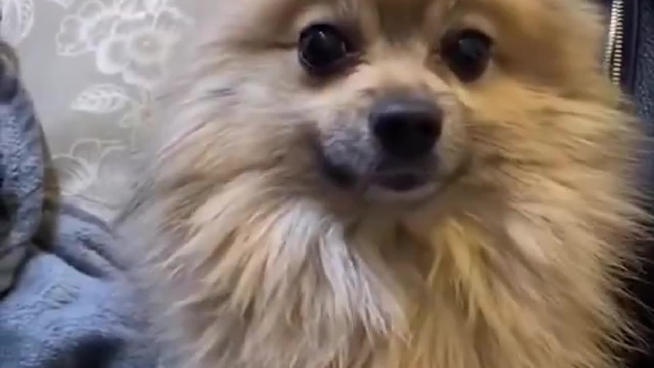 Dog funny video