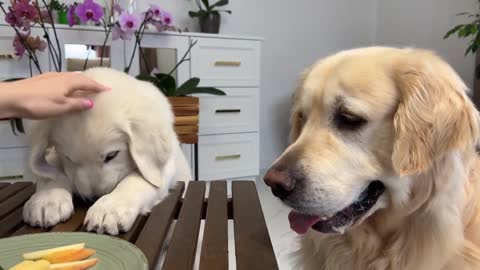 Impatient Baby Puppy and Golden Retriever Reviews Food