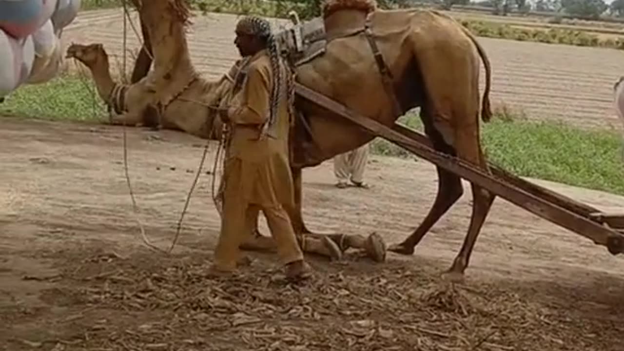 Camel video