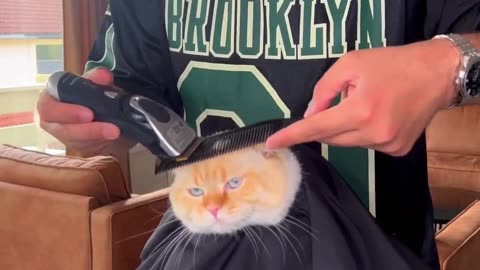 Stylish cat at the barbershop