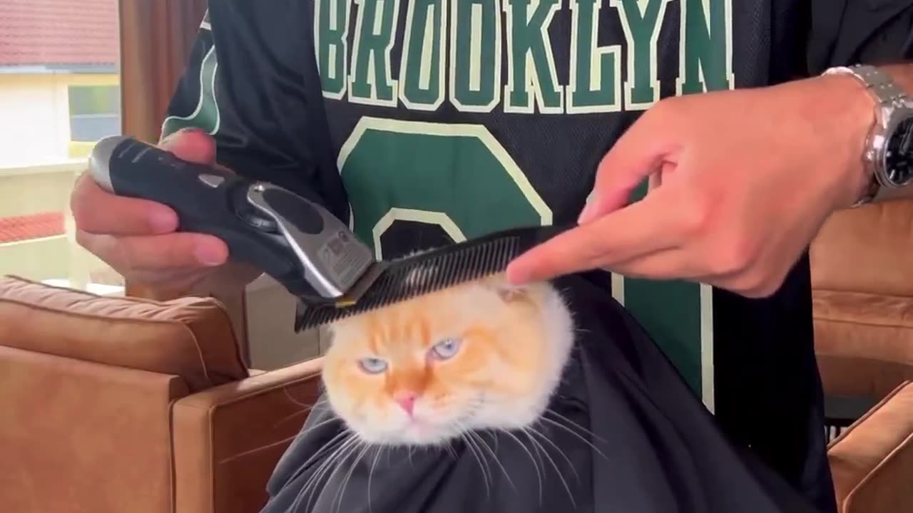 Stylish cat at the barbershop