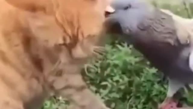 Cute And Funny Pets Compilation Cutest Lands