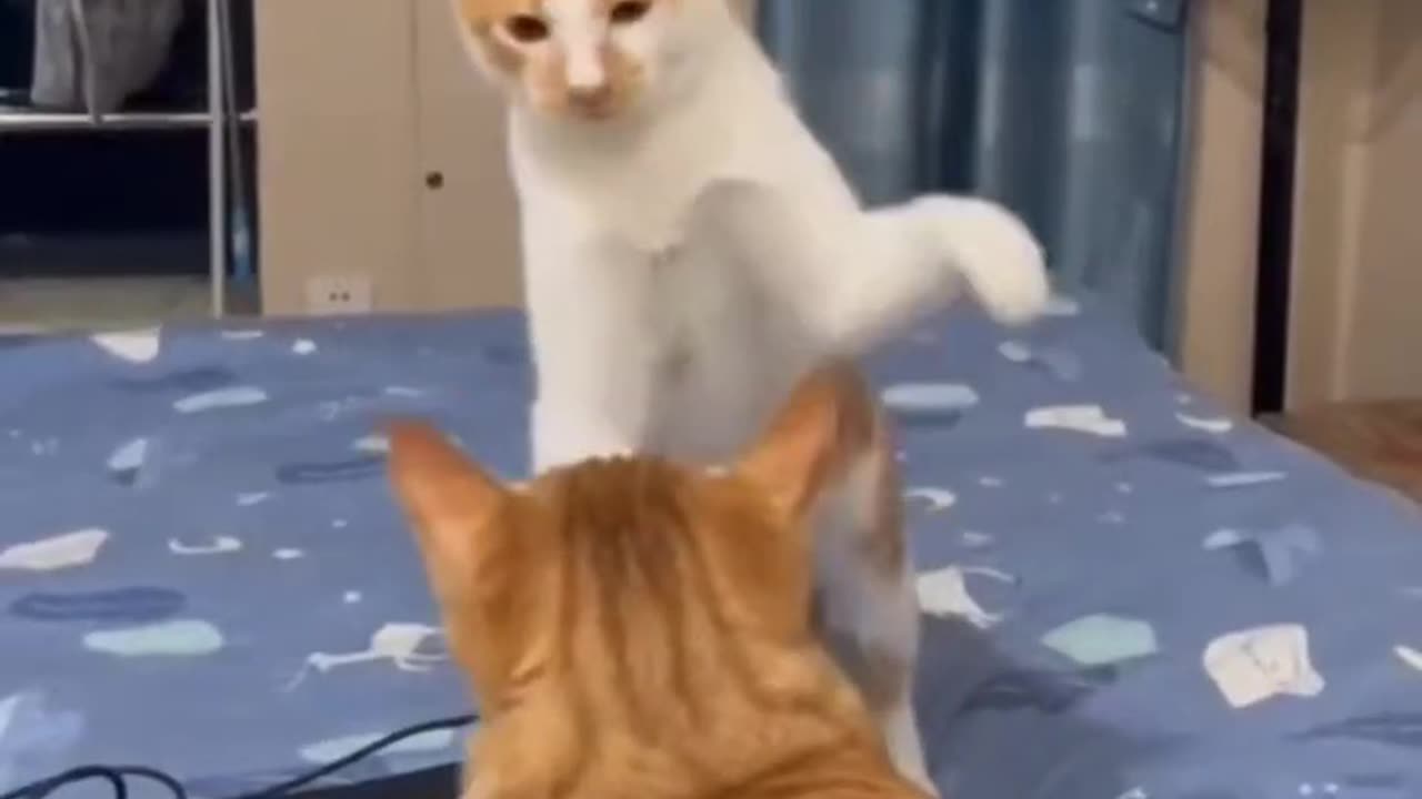 CAT SHOWING DANCE WAIT FOR END #cat #dance #catlover #short