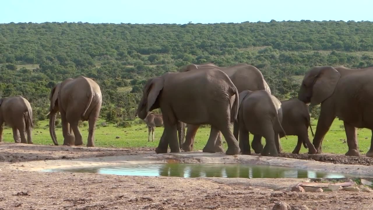 Elephant In Affrican Forest