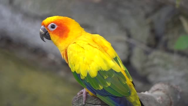 Macaw Natural Sounds and Calls