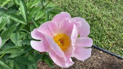 Canadian Peony Society Virtual Show