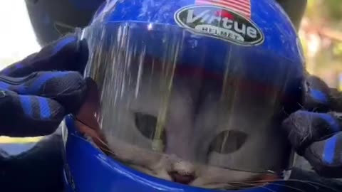 Biker Cat