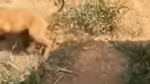 crazy video