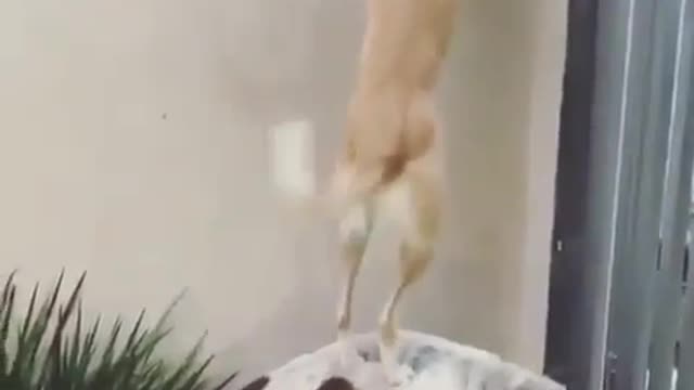 Coordination between pets