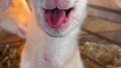 Newborn Lamb is Ready to Party