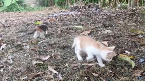 Two Cute Kittens Walking Outside 🥰