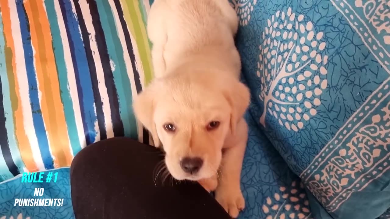 How to Train your Labrador Puppy to Stop Biting