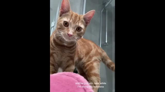 Funny Animal Videos 2022 😂 - Funniest Cats And Dogs Video 😺😍 #1