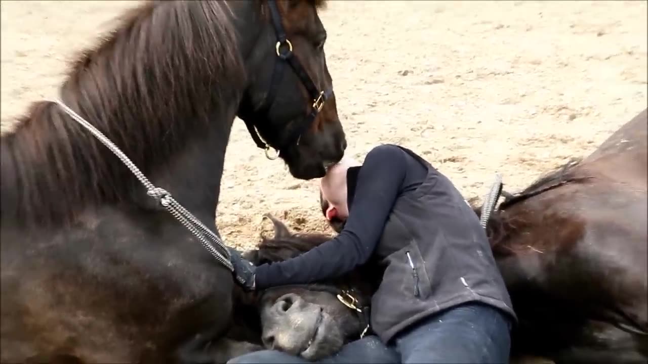 Tamed Horses Share Incredible Bond With Human Friend