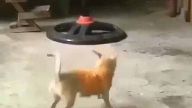 Dog vs Parrot FIGHT BADASS Animal birds fight funny