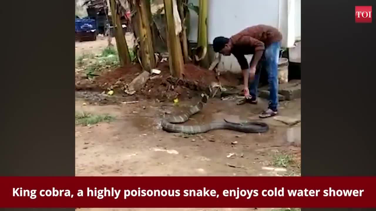 king cobra asking for help