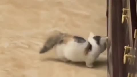 "Adorable Overload: Watch these Cute Kittens Playfully Pounce and Tumble!"