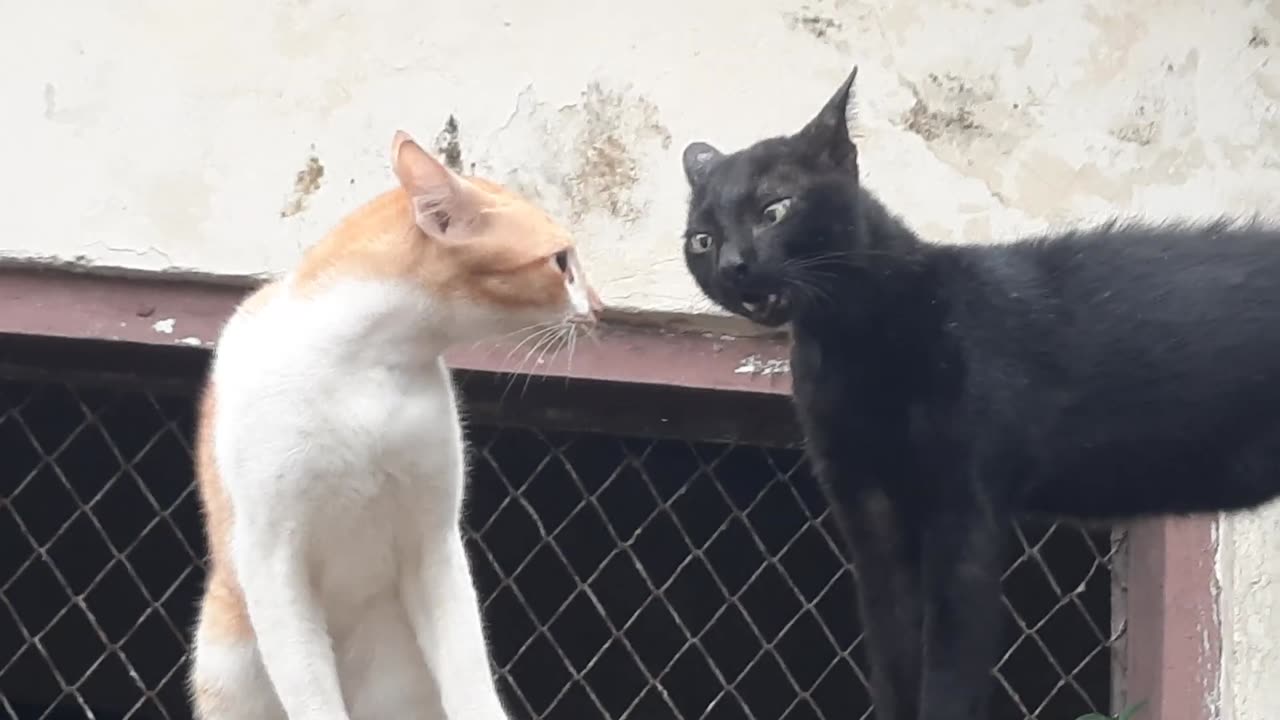 Cats funny moment video today