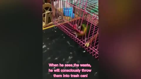 Smart And Funny Parrots 🦜 - Parrot Talking Videos Compilation P2 - Super Dog