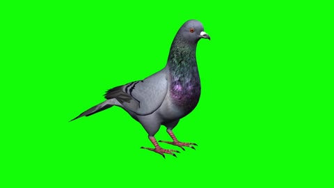 composite video of animal foraging key pigeon display